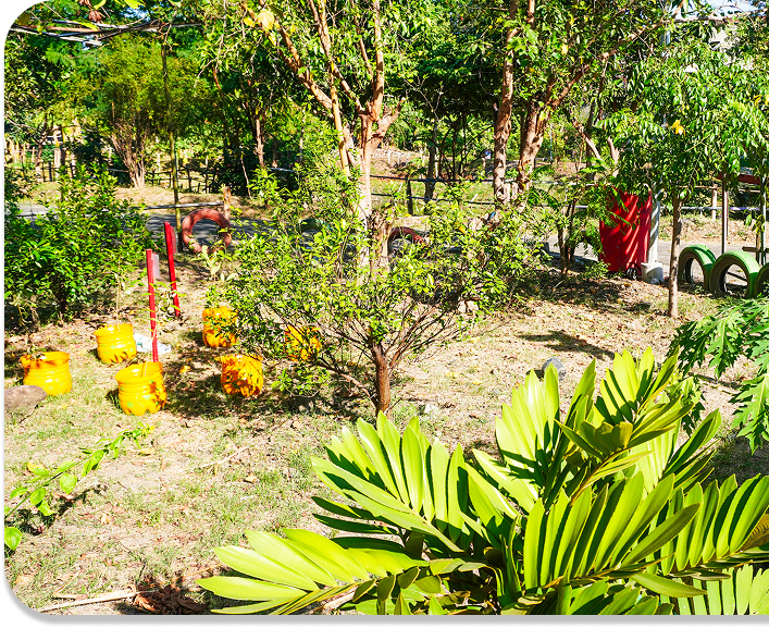 Garden area with yellow containers and green plants with trees in background